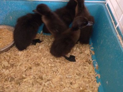 Ducklings