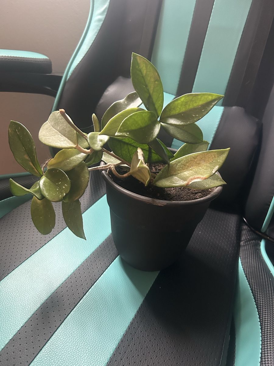 Hoya Plant in Black Pot - Green Foliage Houseplant