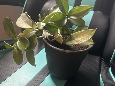 Hoya Plant in Black Pot - Green Foliage Houseplant