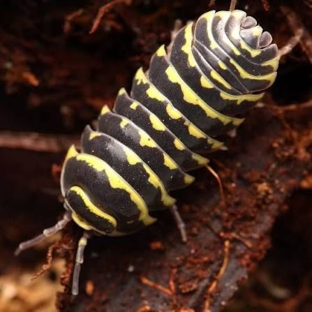 Yellow Zebra isopods