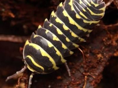 Yellow Zebra isopods