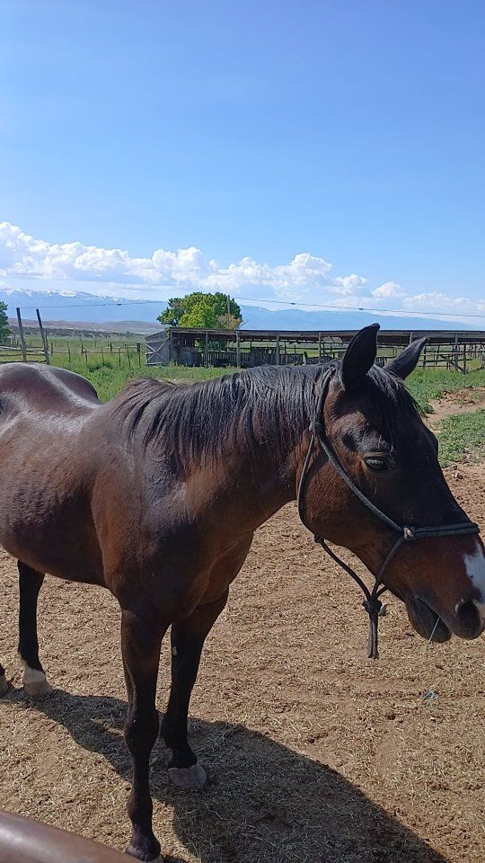 Winchester, a Gelding of Finest Character