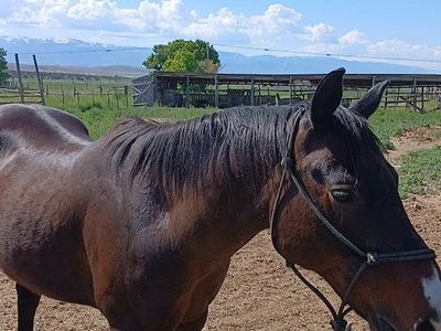 Winchester, a Gelding of Finest Character