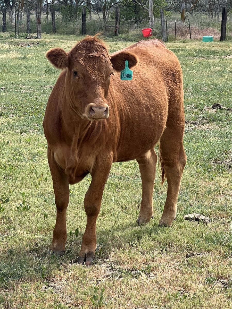 Bred Heifer