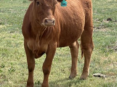 Bred Heifer