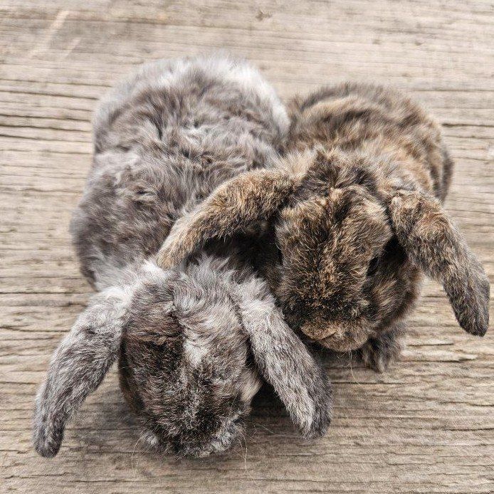 plush lop baby bunnies