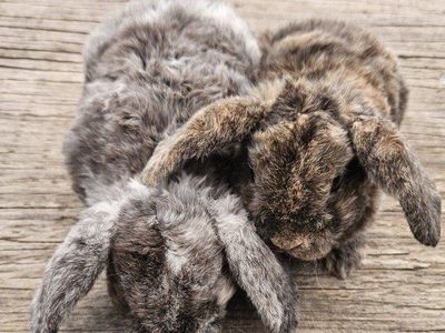 plush lop baby bunnies