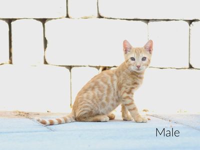 3/4 bengal kittens