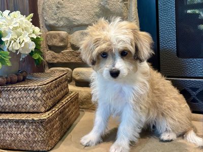 Micro Mini Toy Aussie Doodle, bernadoodle, goldendoodle, cockapoo, AussieDoodle, blue eyes.