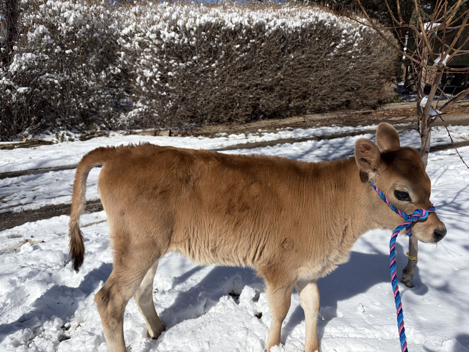 Looking For A Farmer Joe - A2/A2 Female Jersey Calf - 4 Weeks Old