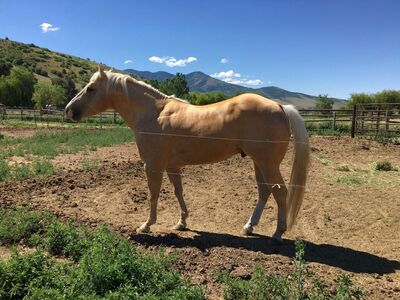 10th Annual Production Sale Roping Cutting Bred
