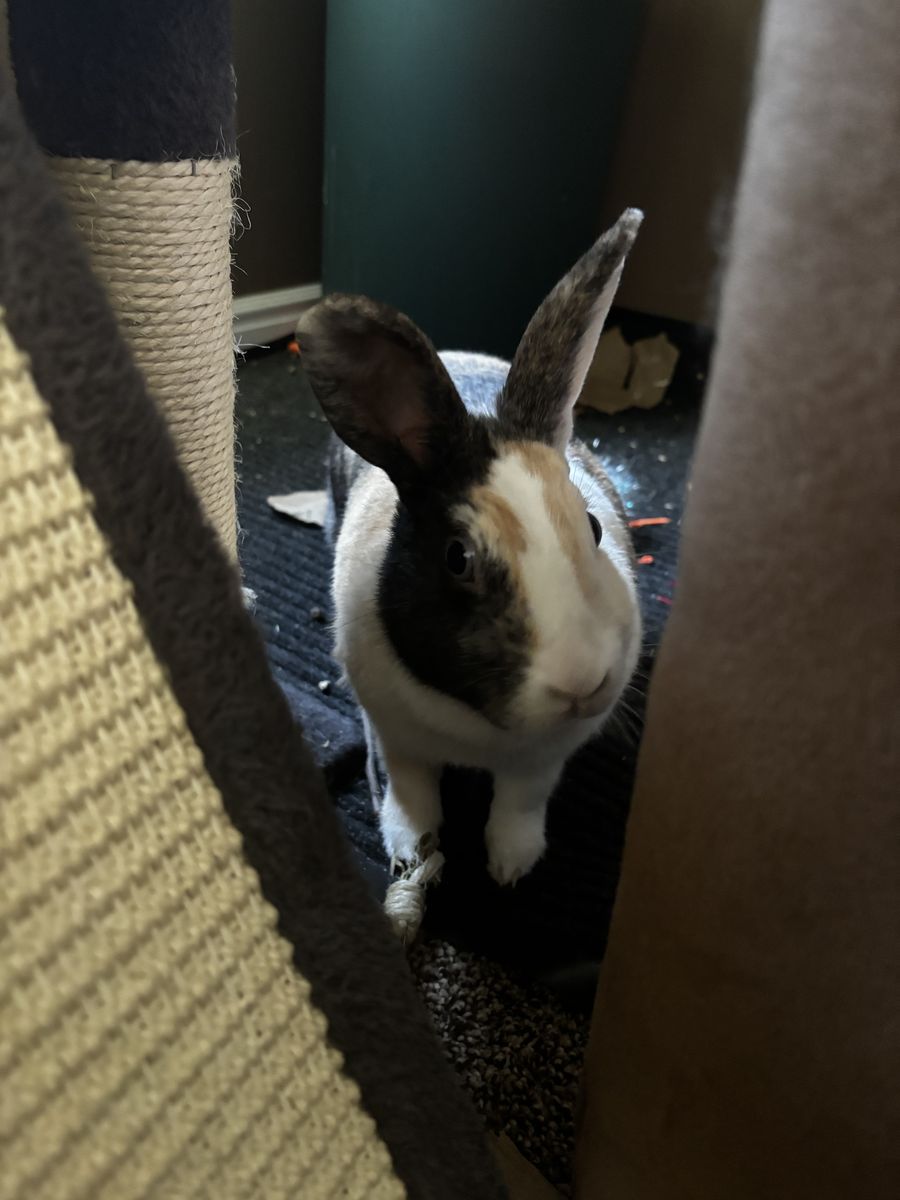 Rabbit
