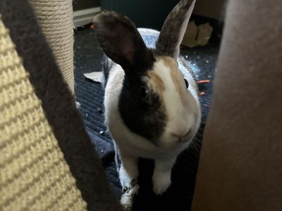 Rabbit