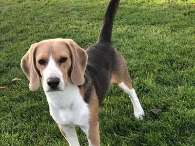AKC / UKC registered blue/silver tricolor male beagle dog ~ FOR STUD ONLY ~ DNA health tested