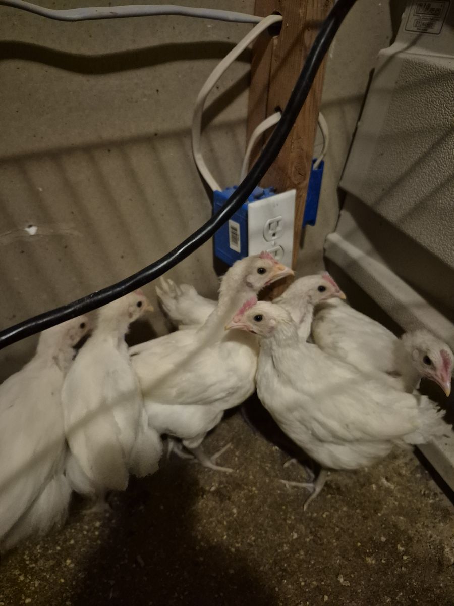 2 month old American bresse chicken