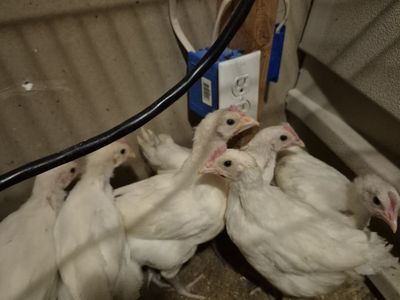 2 month old American bresse chicken