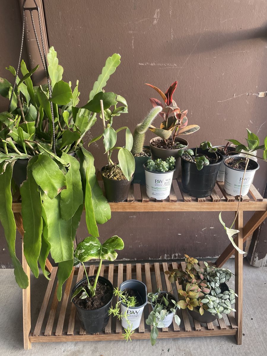 Houseplants