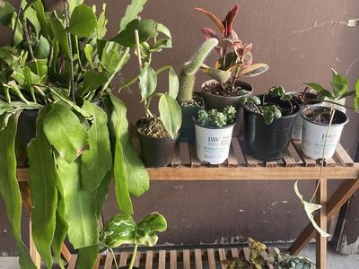 Houseplants