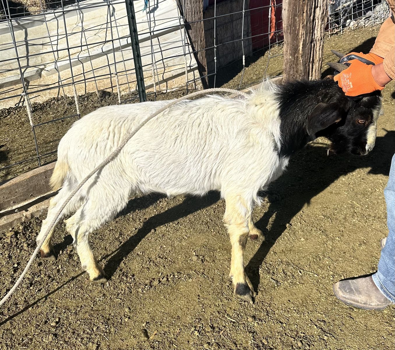 3 Male Goats For Sale