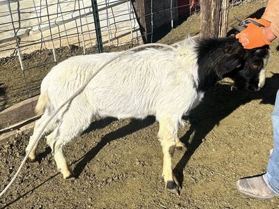 3 Male Goats For Sale