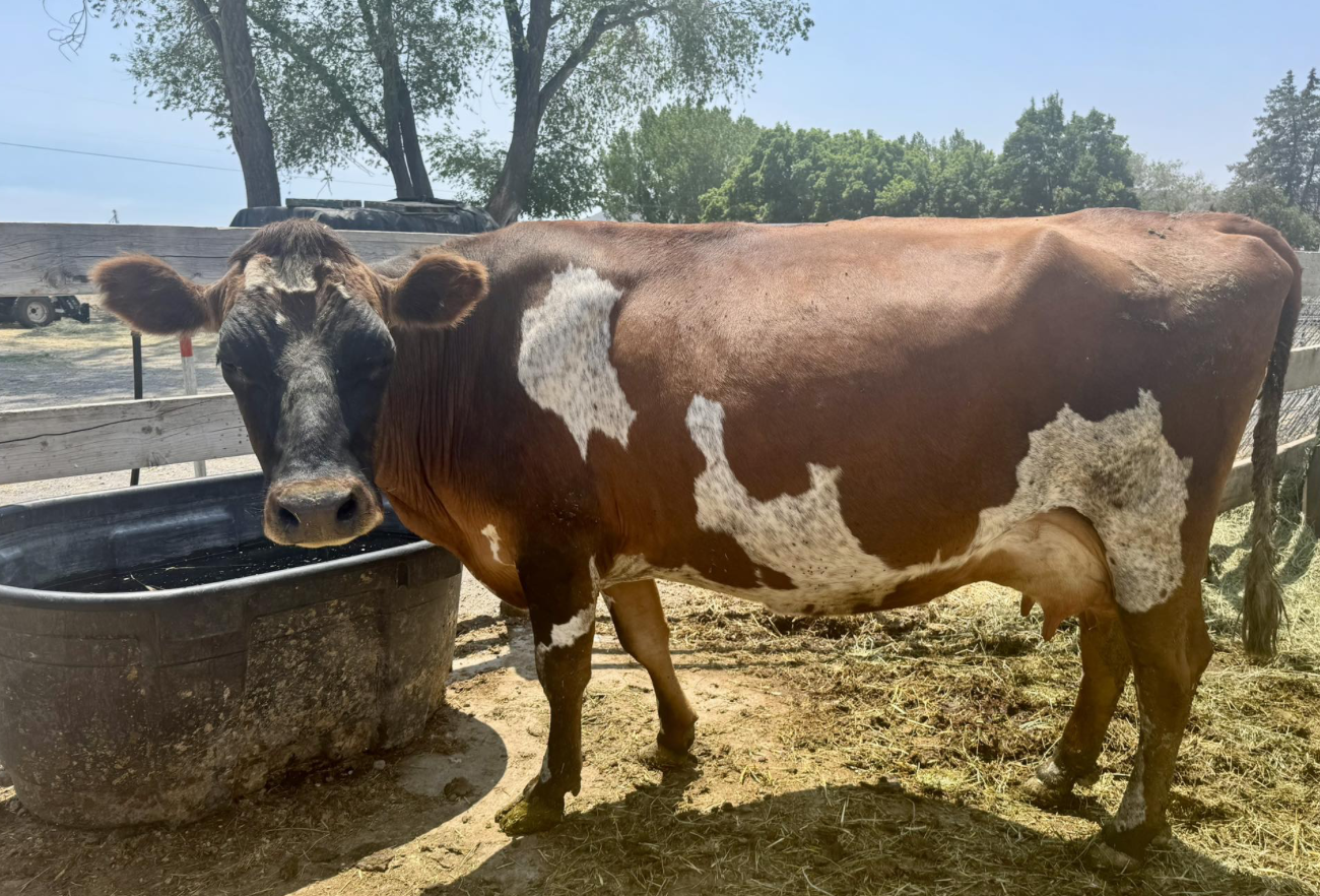 Family Milk Cow Looking for her new home