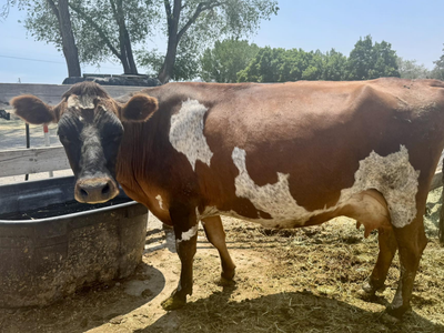 Family Milk Cow Looking for her new home