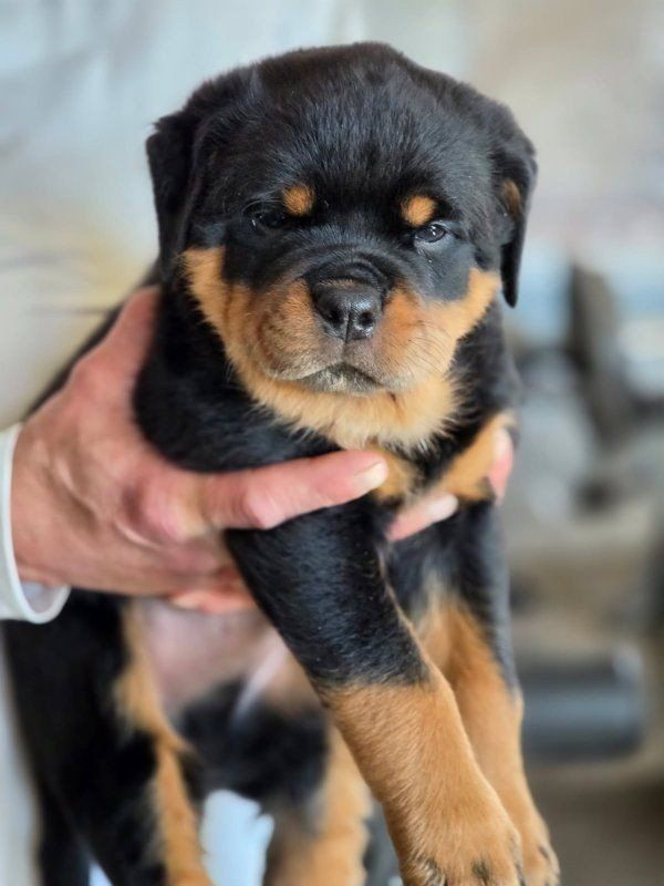 AKC German Rottweiler Puppies