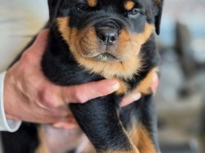AKC German Rottweiler Puppies