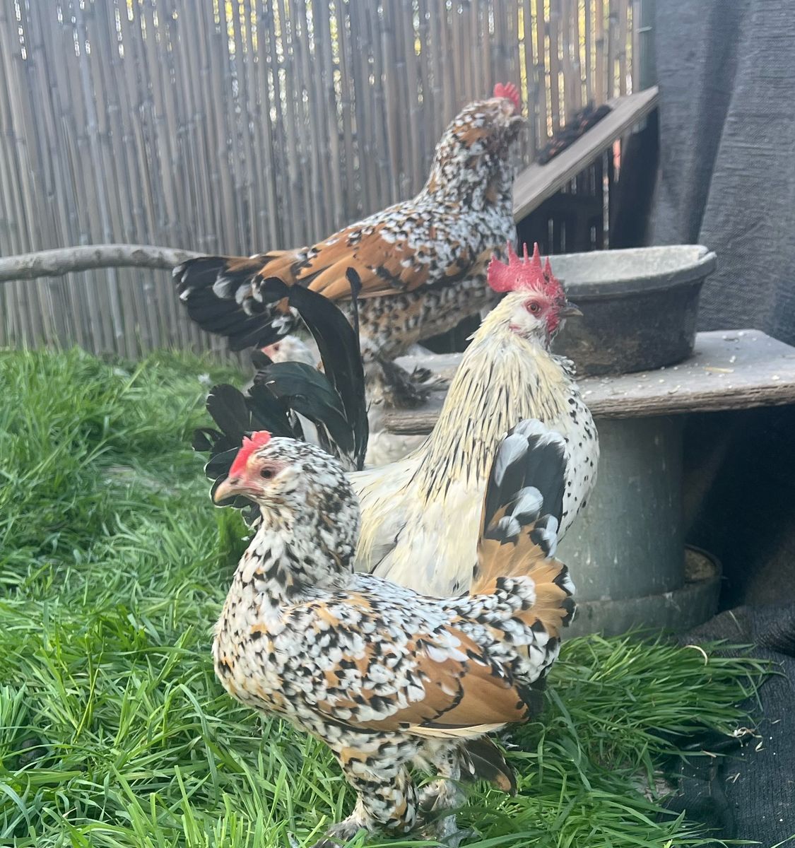 Belgian D'Uccle Hatching eggs.