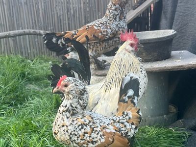 Belgian D'Uccle Hatching eggs.