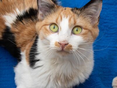 Hello my name is Dolly