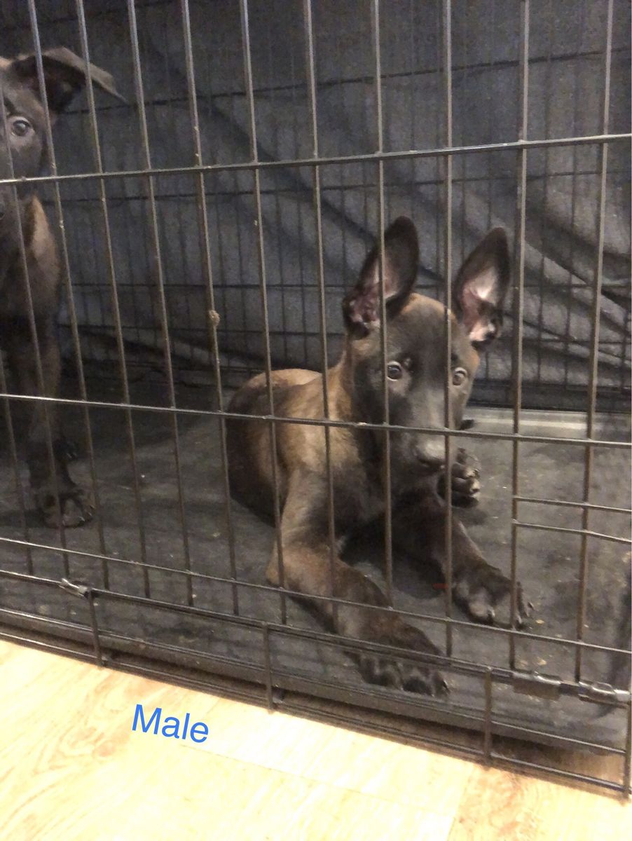 Belgian Malinois