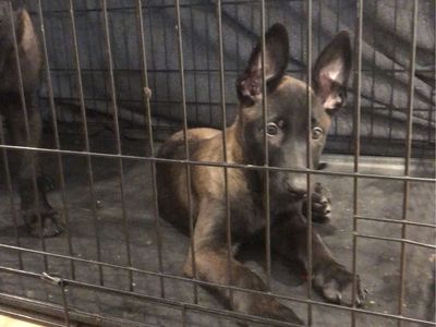 Belgian Malinois