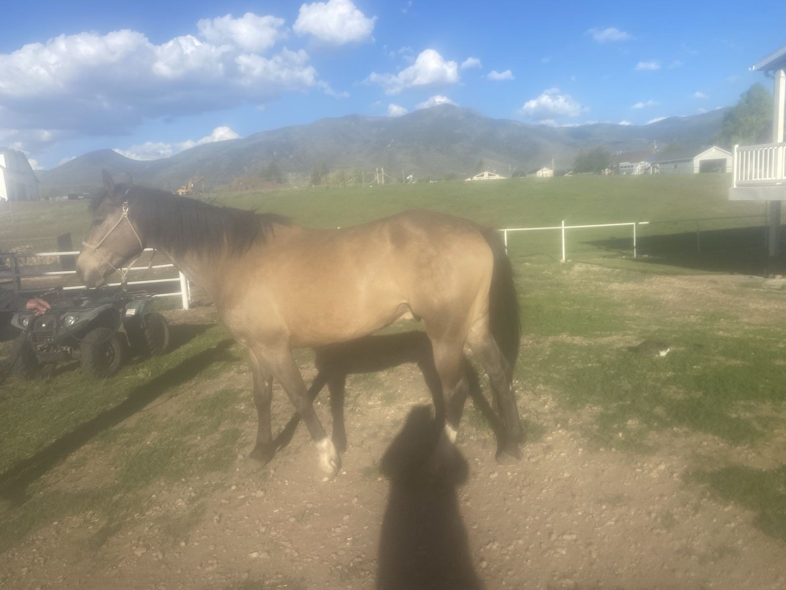 Horse for sale