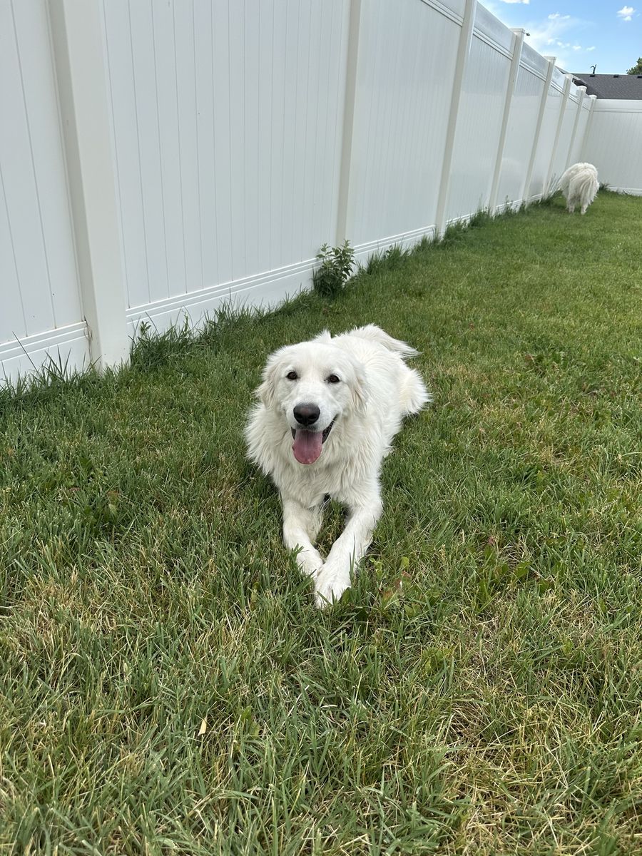 Great Pyrenees Livestock Guardian Dogs - Looking for a New Home