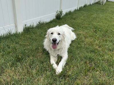 Great Pyrenees Livestock Guardian Dogs - Looking for a New Home