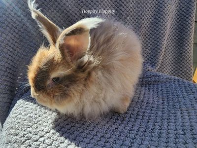 'Asland' Harlequin English Angora Buck
