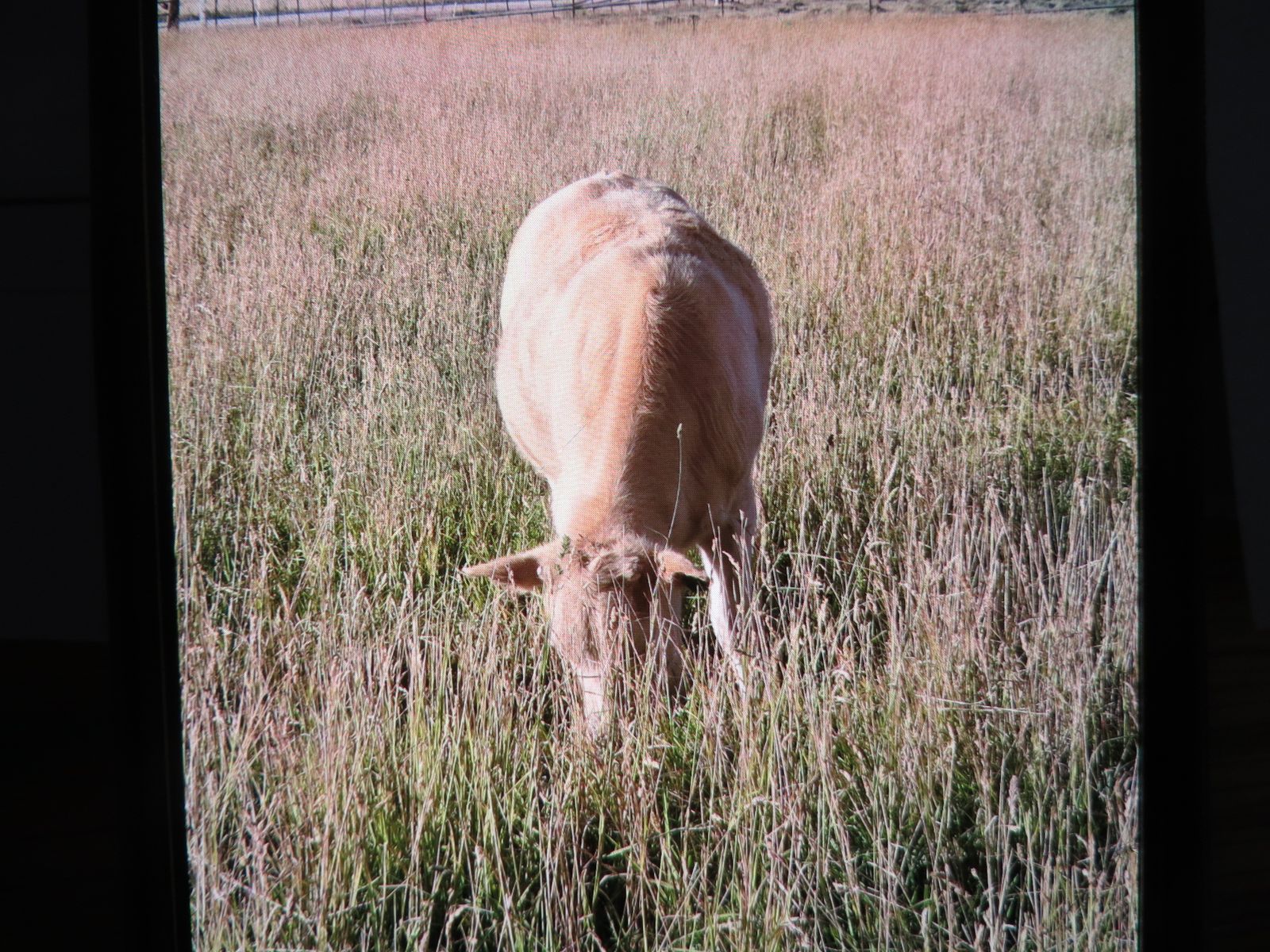Charolais Cross Butcher Calf.