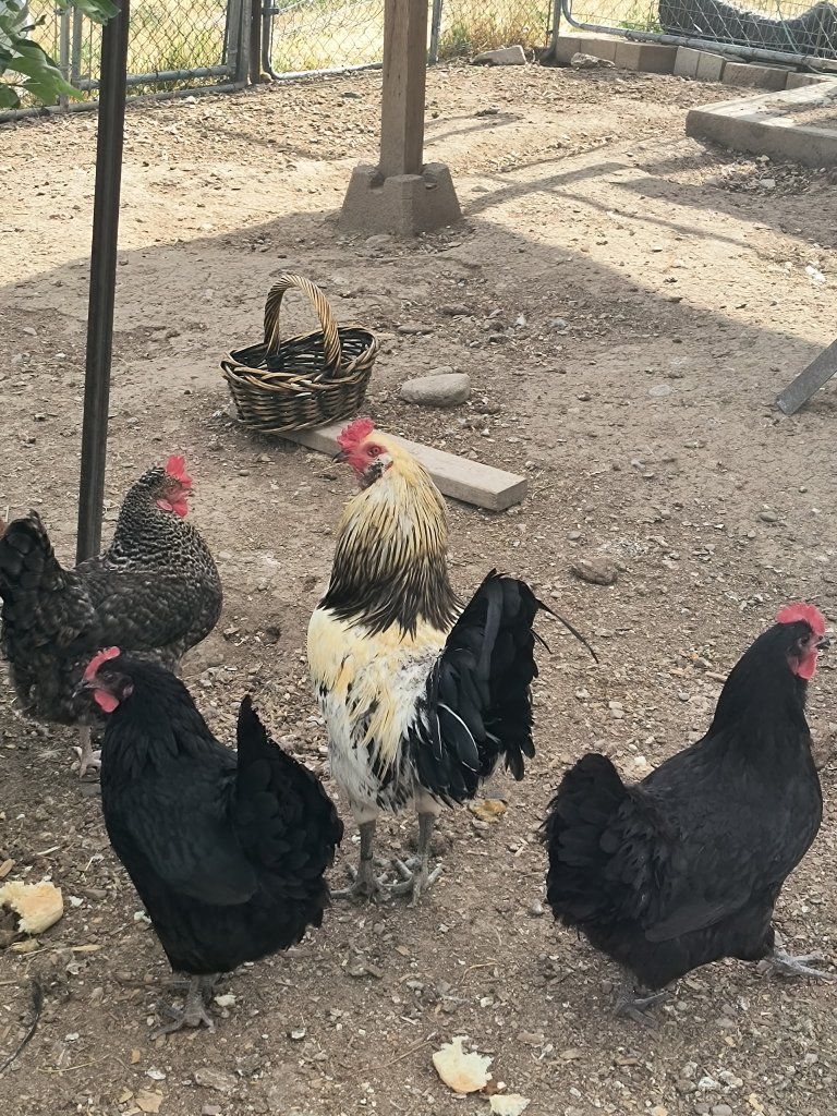 Easter Egger