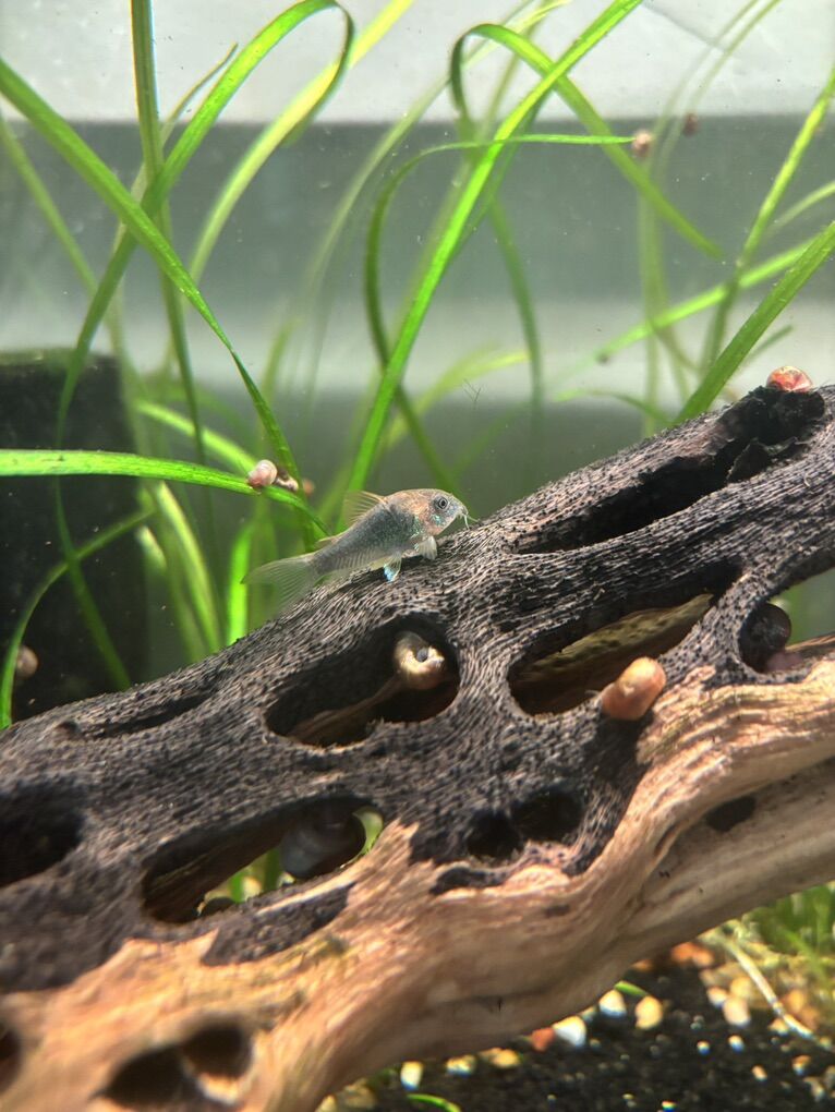 Bronze Corydoras (Corydoras Aeneus)