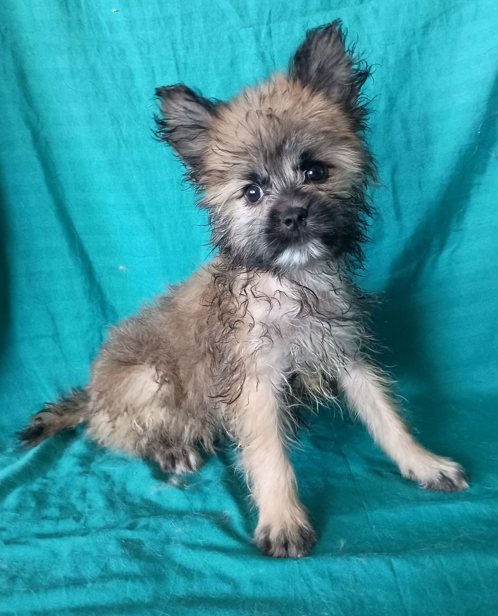 Poodle mix and Klee Kai ( toy husky type) male pup