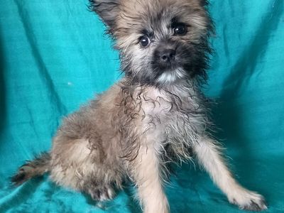 Poodle mix and Klee Kai ( toy husky type) male pup