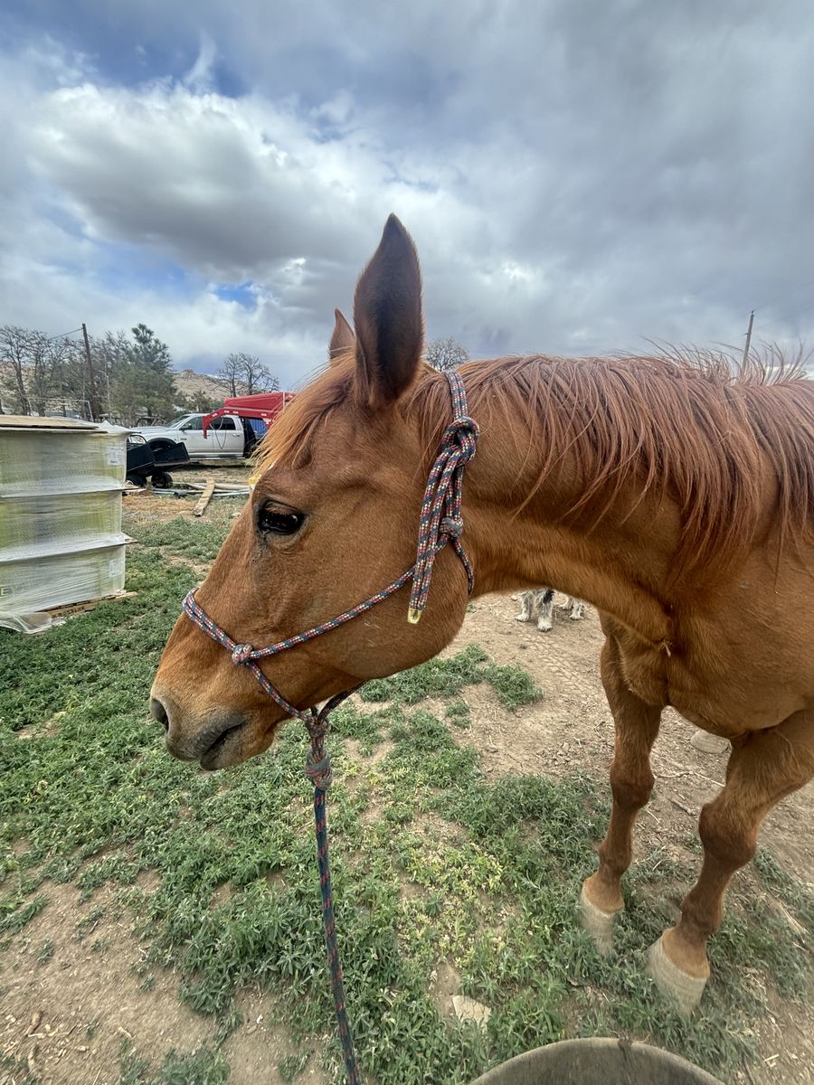 AQHA Driftwood Broodmare