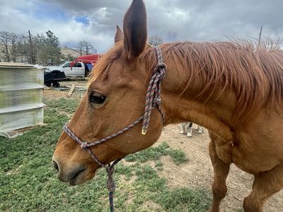 AQHA Driftwood Broodmare