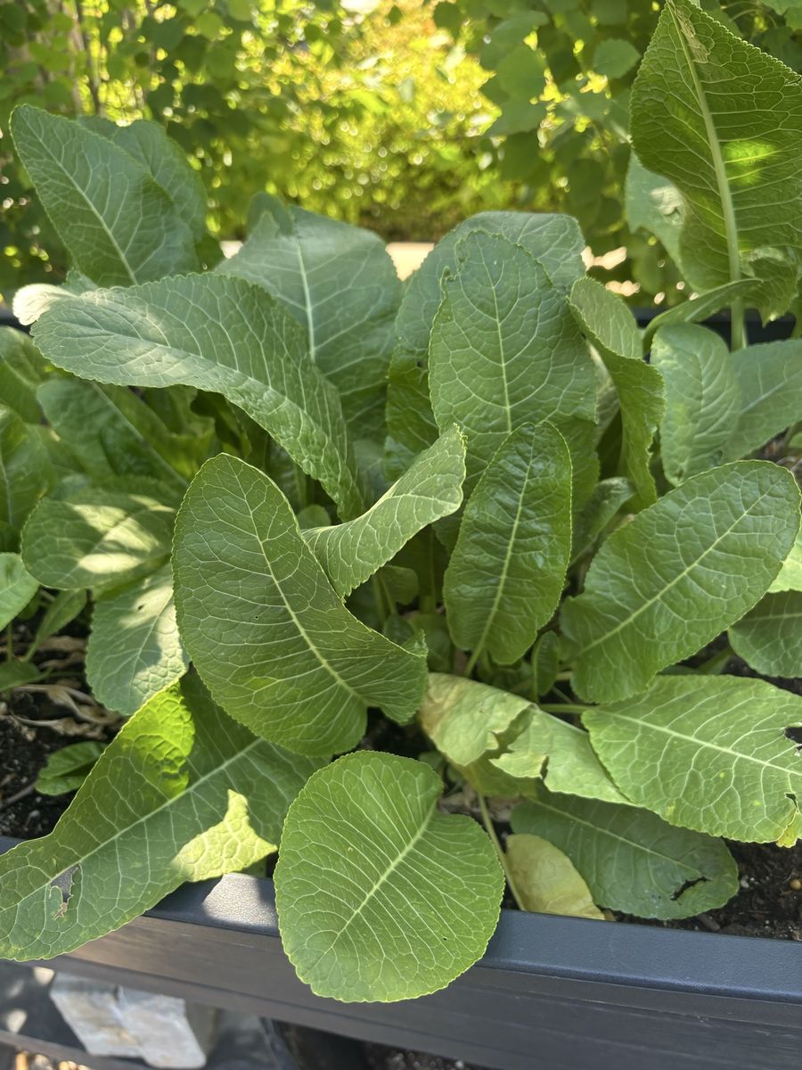 Horseradish plants