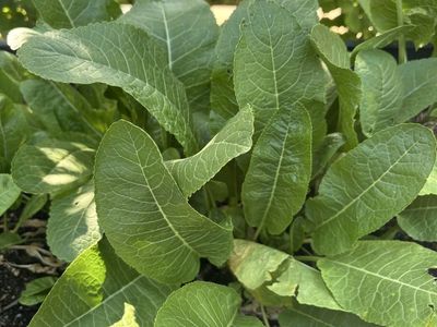 Horseradish plants