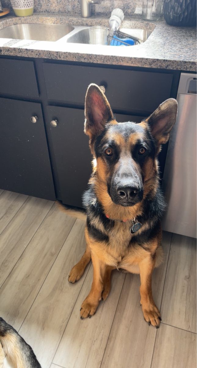 Pure Bred German Shepard