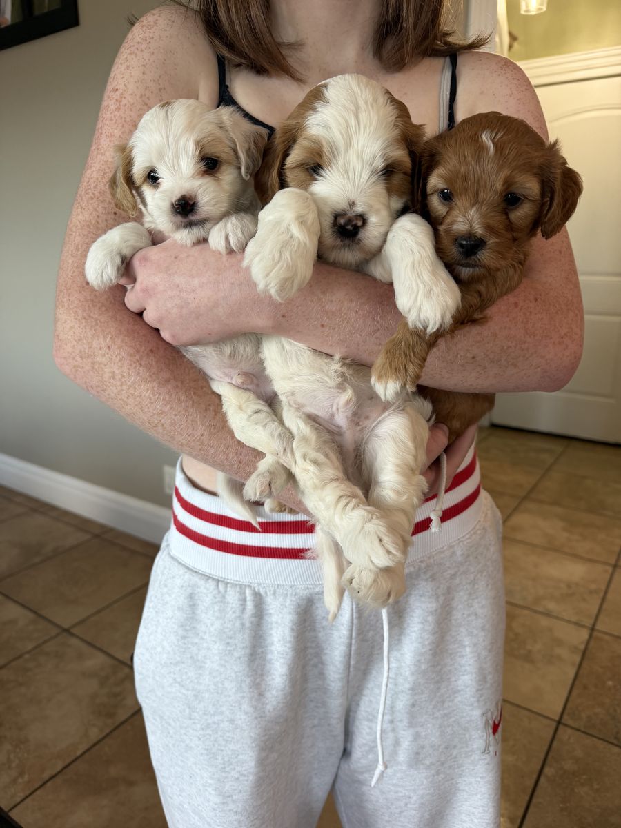 Perfect trained multigenerational mini Goldendoodles 