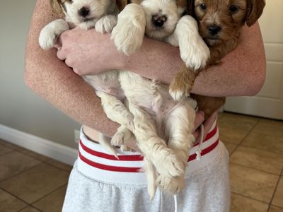 Perfect trained multigenerational mini Goldendoodles