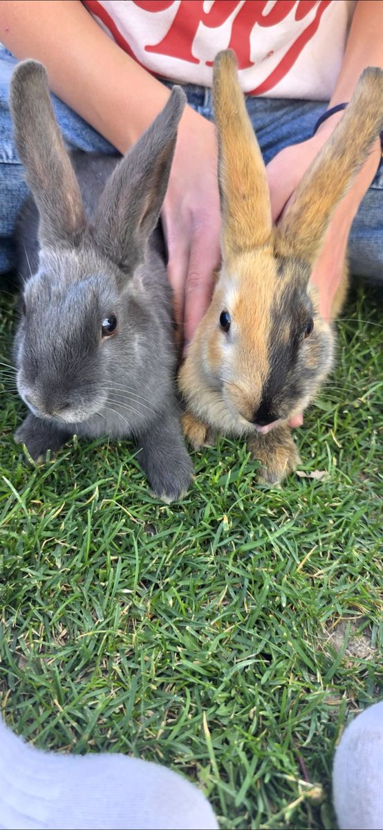 Bunnies